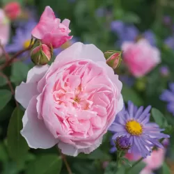 Rožė - Rosa WISLEY 2008