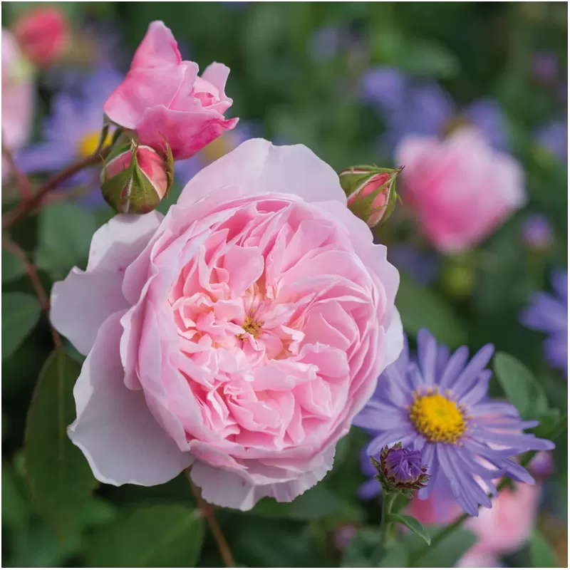 Rožių sodinukai internetu  -  Wisley 2008 (Ausbreeze)