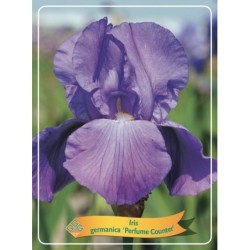  Iris germanica Perfume Counter P11