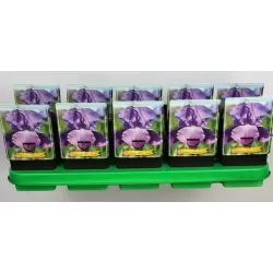  Iris germanica Perfume Counter P11