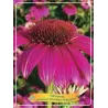 Ežiuolė - Echinacea purpurea POW WOW WILD BERRY