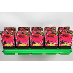 Echinacea purpurea POW WOW WILD BERRY