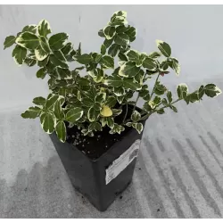 Euonymus fortunei EMERALD GAIETY