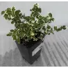 Euonymus fortunei EMERALD GAIETY