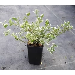 Euonymus fortunei EMERALD GAIETY