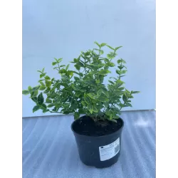 Fortūno ožekšnio sodinukai su pristatymu į namus