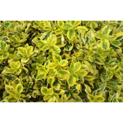 Fortūno ožekšnio sodinukai su pristatymu į namus