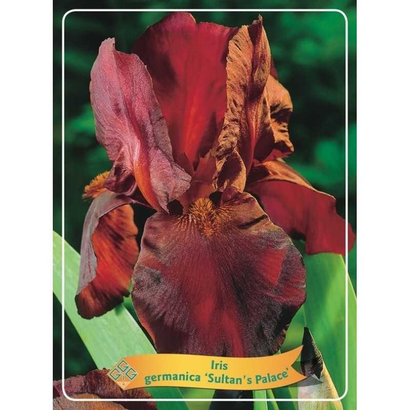 Vilkdalgis - Iris germanica SULTANS PALACE