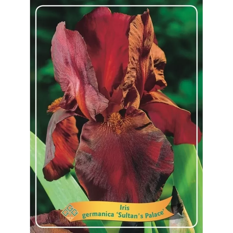 copy of Vilkdalgis (irisas) - Iris germanica Sultans Palace P11