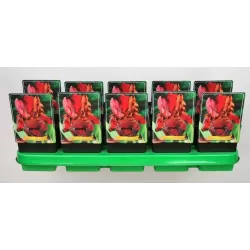 copy of Vilkdalgis (irisas) - Iris germanica Sultans Palace P11