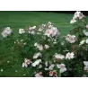 Rožė - Rosa SWEET PRETTY ®