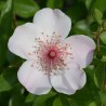 Rožė - Rosa SWEET PRETTY ®