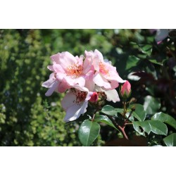 Rožė - Rosa SWEET PRETTY ®