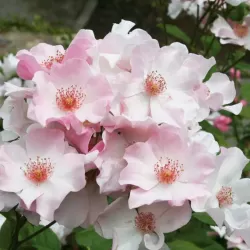 Rožė - Rosa SWEET PRETTY ®