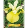 Vilkdalgis - Iris sibirica BUTTER AND SUGAR