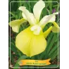Iris sibirica Butter and Sugar P11