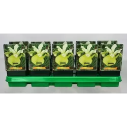 Iris sibirica Butter and Sugar P11