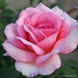 Rožė - Rosa SWEET PAROLE ®