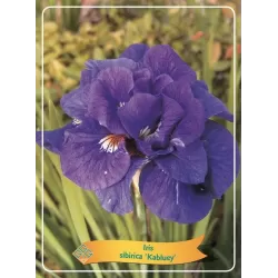 Vilkdalgis - Iris sibirica KABLUEY