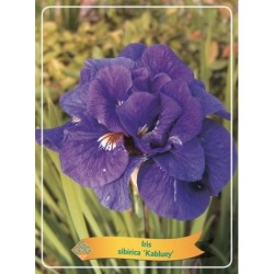 Iris sibirica Kabluey P11