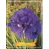 Iris sibirica Kabluey P11