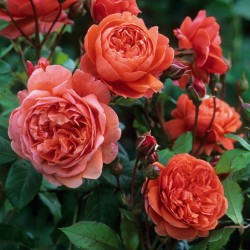 Rožė - Rosa SUMMER SONG ®