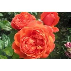 Rožė - Rosa SUMMER SONG ®