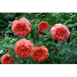 Rožė - Rosa SUMMER SONG ®