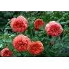 Rožė - Rosa SUMMER SONG ®