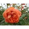 Rožė - Rosa SUMMER SONG ®