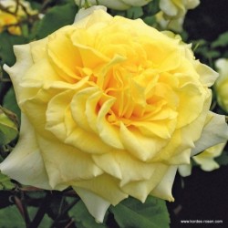 Rožė - Rosa STERNTALER ®