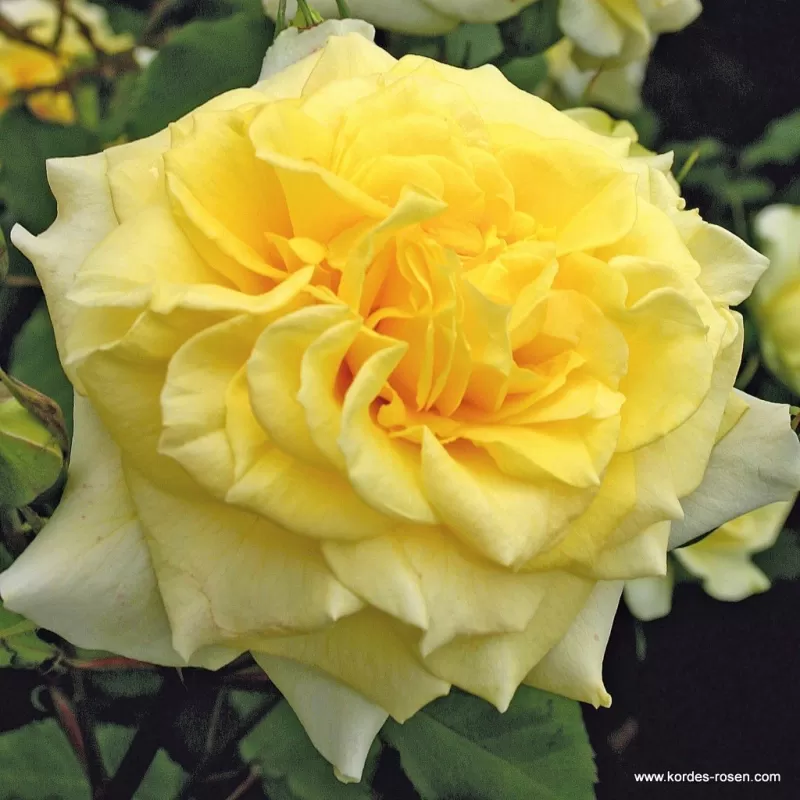Rožė - Rosa STERNTALER ® Rožė - Rosa STERNTALER ®