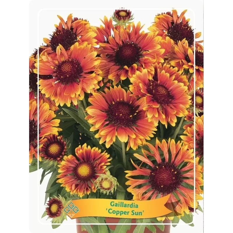 Gailardija - Gaillardia COPPER SUN