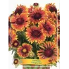 Gailardija - Gaillardia COPPER SUN