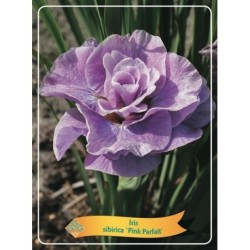 Iris sibirica Pink Parfait P11