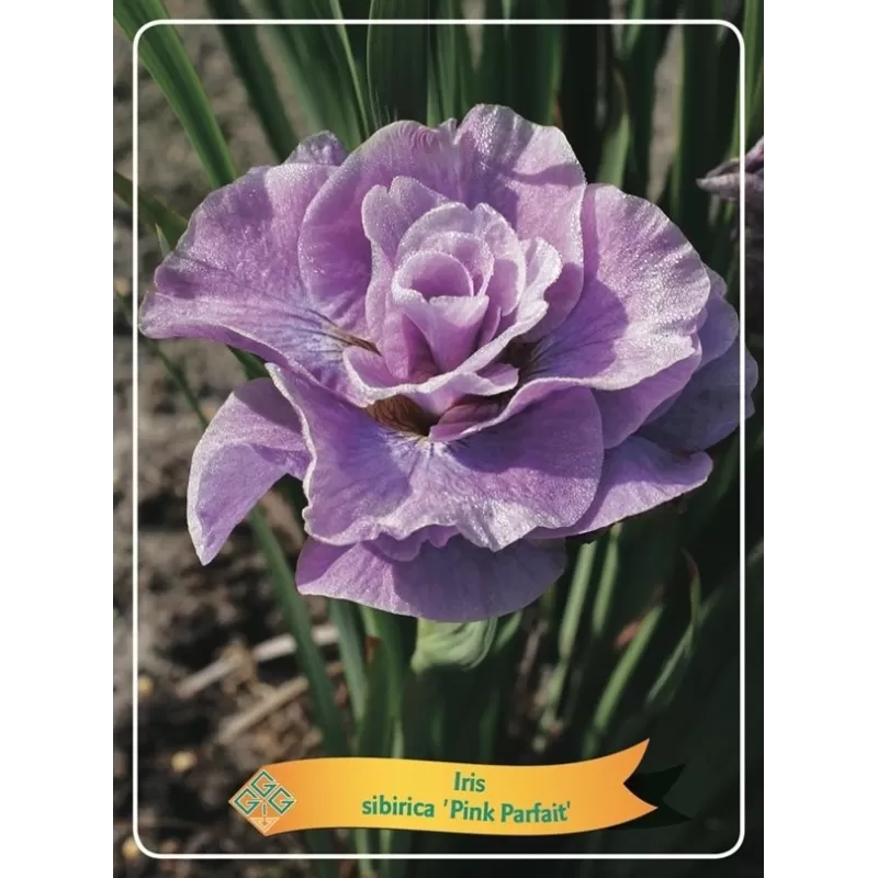 Iris sibirica Pink Parfait P11