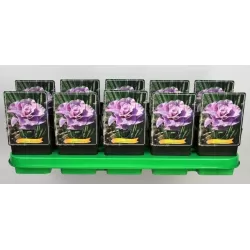 Vilkdalgis - Iris sibirica PINK PARFAIT