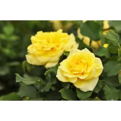 Rožė - Rosa STERNTALER ®