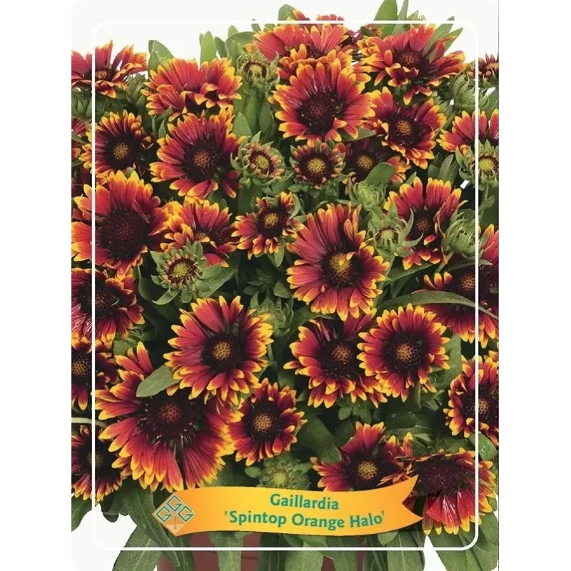 Gaillardia Spintop Orange Halo P11