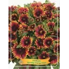 Gailardija - Gaillardia SPINTOP ORANGE HALO