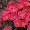 Rožė - Rosa STADT ROM ®