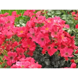 Rožė - Rosa STADT ROM ®