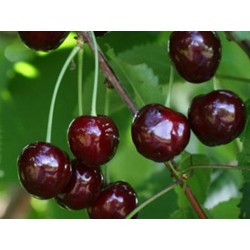 Sweet cherry - Prunus avium OVSTUZHENKA
 Height-60-100CM Container-C5.6 P20X20x23 Graft-P. mahaleb