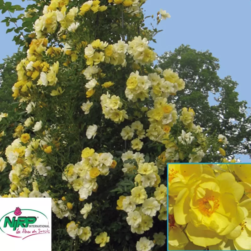 Užsisakyk augalus pavasariui jau dabar