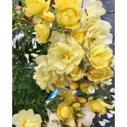 Rožė - Rosa GOLDEN AGE