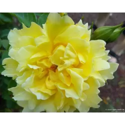 Rožė - Rosa GOLDEN AGE