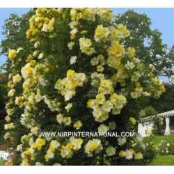 Užsisakyk augalus pavasariui jau dabar