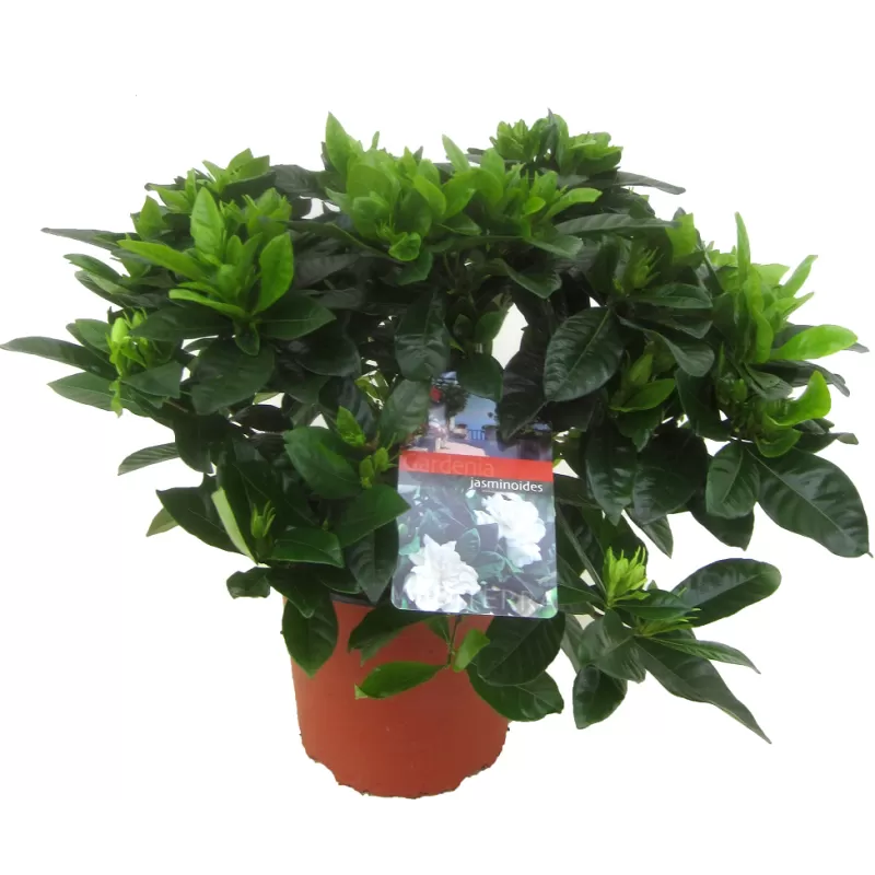 Gardenija - Gardenia JASMINOIDES