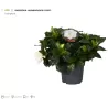 Gardenija - Gardenia JASMINOIDES
