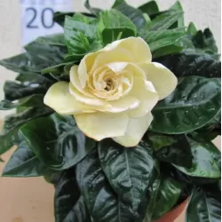 Gardenija - Gardenia JASMINOIDES